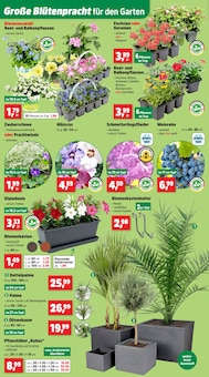 Blumentopf im Thomas Philipps Prospekt "Top Angebote" mit 23 Seiten (Bottrop)