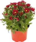 Chrysanthemen bei Globus-Baumarkt im Grünstadt Prospekt für 2,29 €
