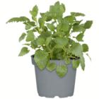 Kräuter bei toom Baumarkt im Wunstorf Prospekt für 2,29 €