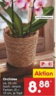 Orchidee im Angebot bei Netto Marken-Discount in Kassel Orchidee Angebote bei Netto Marken-Discount Kassel für 8,88 €