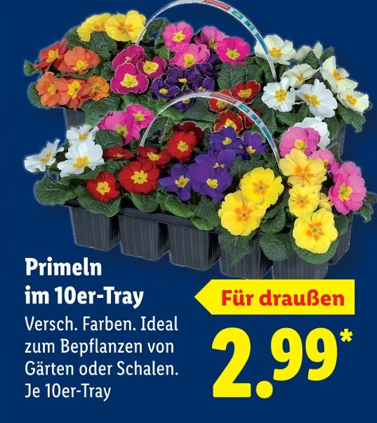 Primeln im 10er-Tray
