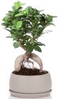 Bonsai d'exterieur en pot céramique - Lidl à Vitry-sur-Seine Bonsai d'exterieur en pot céramique en promo chez Lidl Vitry-sur-Seine à 14,99 €