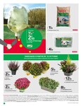 Chrysanthèmes Chrysanthèmes