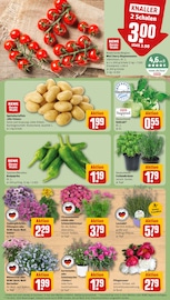 Ähnliche Blumenzwiebeln Angebote im Prospekt "Dein Markt" von REWE in Kempten Ähnliche Angebote wie Blumenzwiebeln im Prospekt "Dein Markt" auf Seite 5 von REWE in Kempten
