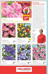 Chrysanthemen Angebot im aktuellen Hellweg Prospekt auf Seite 16