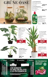 Grünpflanzen im Dehner Garten-Center Prospekt "Aktuelle Angebote" auf Seite 18