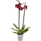 Aktuelles Orchidee Angebot bei Netto Marken-Discount in Hannover ab 6,99 €