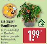 Gaultherie von Gardenline im aktuellen ALDI Nord Prospekt