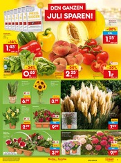 Ähnliche Eibe Angebote im Prospekt "Aktuelle Angebote" von Netto Marken-Discount in Würzburg Ähnliche Angebote wie Eibe im Prospekt "Aktuelle Angebote" auf Seite 7 von Netto Marken-Discount in Würzburg