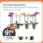 V-Markt Apfeltrach Prospekt mit  im Angebot für 9,99 €