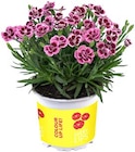 Gartennelke 'Lucky Lips' bei Hagebaumarkt im Marktredwitz Prospekt für 2,99 €