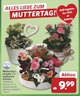 combi Halle - Muttertagssträuße oder bepflanzte Schalen Angebot im Prospekt Muttertagssträuße oder bepflanzte Schalen bei combi im Halle Prospekt für 9,99 €
