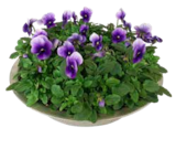 Hornveilchen in Zinkschale für 9,99 € bei OBI im Angebot Hornveilchen in Zinkschale im aktuellen OBI Prospekt