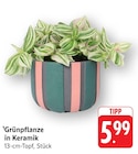 Grünpflanze in Keramik bei EDEKA im St. Ingbert Prospekt für 5,99 €
