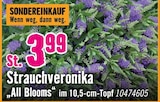 Strauchveronika All Blooms für 3,99 € bei Hornbach im Angebot Strauchveronika All Blooms im aktuellen Hornbach Prospekt