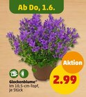 Glockenblume im Penny-Markt Prospekt Glockenblume im aktuellen Penny-Markt Prospekt für 2,99 €