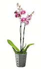 Schmetterlingsorchidee (Phalaenopsis) in Keramik im Angebot bei Lidl in Salzgitter Schmetterlingsorchidee (Phalaenopsis) in Keramik Angebote bei Lidl Salzgitter für 9,99 €