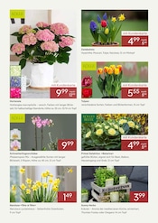 Aktueller Pflanzen Kölle Prospekt mit Blumenzwiebeln, "DER FRÜHLING BLÜHT AUF", Seite 3