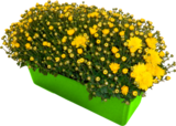 JARDINIÈRE DE POMPONETTE - SANS MARQUE en promo chez Auchan Hypermarché Pau à 8,49 €