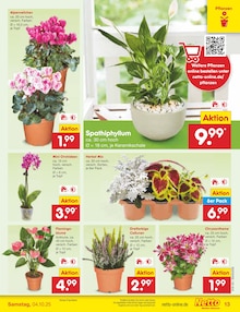 Zimmerpflanzen im Netto Marken-Discount Prospekt "Aktuelle Angebote" mit 62 Seiten (Berlin)