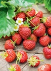 Erdbeerpflanzen 9,5-cm-Topf Angebote bei toom Baumarkt Leipzig für 1,69 €