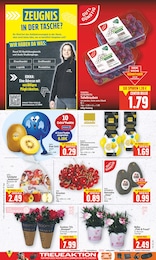 Pflanzen Angebot im aktuellen E center Prospekt auf Seite 6