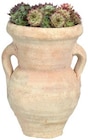 Plante grasse en pot déco - Lidl à Roubaix Plante grasse en pot déco en promo chez Lidl Roubaix à 2,99 €