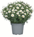 Margerite Mini-Busch im aktuellen toom Baumarkt Prospekt