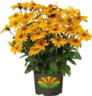 Garten-Sonnenhut im Angebot bei Globus-Baumarkt in Herne Garten-Sonnenhut Angebote bei Globus-Baumarkt Herne für 12,99 €