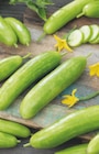 toom Baumarkt Marl - Veredelte Gurken Angebot im Prospekt Veredelte Gurken bei toom Baumarkt im Marl Prospekt für 5,99 €