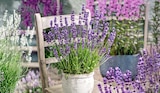 Lavendel Angebote bei Hagebaumarkt Recklinghausen für 2,79 €