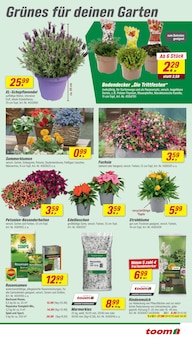 Blumen im toom Baumarkt Prospekt "Respekt, wer's selber macht." mit 32 Seiten (Essen)