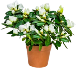 Rhododendron XL bei Kaufland im Prospekt  für 9,99 €