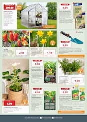 Tulpen im BBM Baumarkt Prospekt in Delmenhorst Aktueller BBM Baumarkt Prospekt mit Tulpen, "So schön kann Baumarkt sein", Seite 4