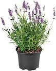 Penny Römnitz - Lavendel Angebot im Prospekt Lavendel bei Penny im Römnitz Prospekt für 1,49 €