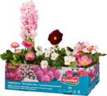 6 plantes de printemps - Lidl à Calais 6 plantes de printemps en promo chez Lidl Calais à 5,79 €