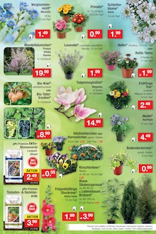 Kirschlorbeer im Zimmermann Prospekt "Aktuelle Angebote" mit 18 Seiten (Bremen)