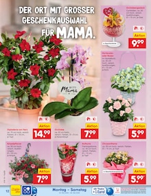 Blumen im Netto Marken-Discount Prospekt "Aktuelle Angebote" mit 75 Seiten (Oldenburg)