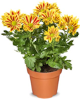 Aktuelles Chrysantheme Angebot bei Netto Marken-Discount in Augsburg ab 3,99 €
