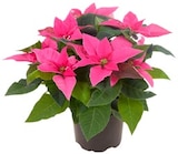 Weihnachtsstern »Princettia« Angebote von REWE Beste Wahl bei REWE Bornheim für 1,99 €