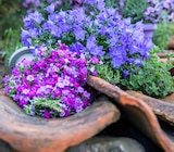 Polsterphlox Angebote bei BBM Baumarkt Delmenhorst für 2,49 €