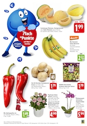 Pilze im EDEKA Prospekt in Karlsruhe Aktueller EDEKA Prospekt mit Pilze, "Aktuelle Angebote", Seite 7