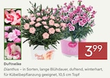Duftnelke von  im aktuellen Pflanzen Kölle Prospekt für 3,99 €