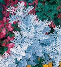 Silberblatt 'Senecio cineraria' von  im aktuellen Hagebaumarkt Prospekt für 0,79 €