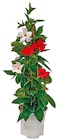 Dipladenia Pyramide im aktuellen Netto mit dem Scottie Prospekt