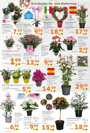 Aktueller Globus-Baumarkt Prospekt mit Blumen, "Immer eine Idee besser", Seite 2