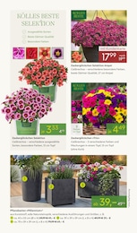 Pflanzen Kölle Blumentopf im Prospekt 