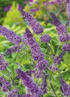 toom Baumarkt Breese - Zwerg-Schmetterlingsflieder "Butterfly Candy" Angebot im Prospekt Zwerg-Schmetterlingsflieder "Butterfly Candy" bei toom Baumarkt im Breese Prospekt für 14,99 €