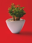 Arrangement Ficus - Colruyt à Dijon Arrangement Ficus en promo chez Colruyt Dijon à 14,99 €