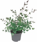 Aktuelle Pflanzen Angebote bei Penny in Bochum Aktuelles Eukalyptus Angebot bei Penny in Bochum ab 5,99 €